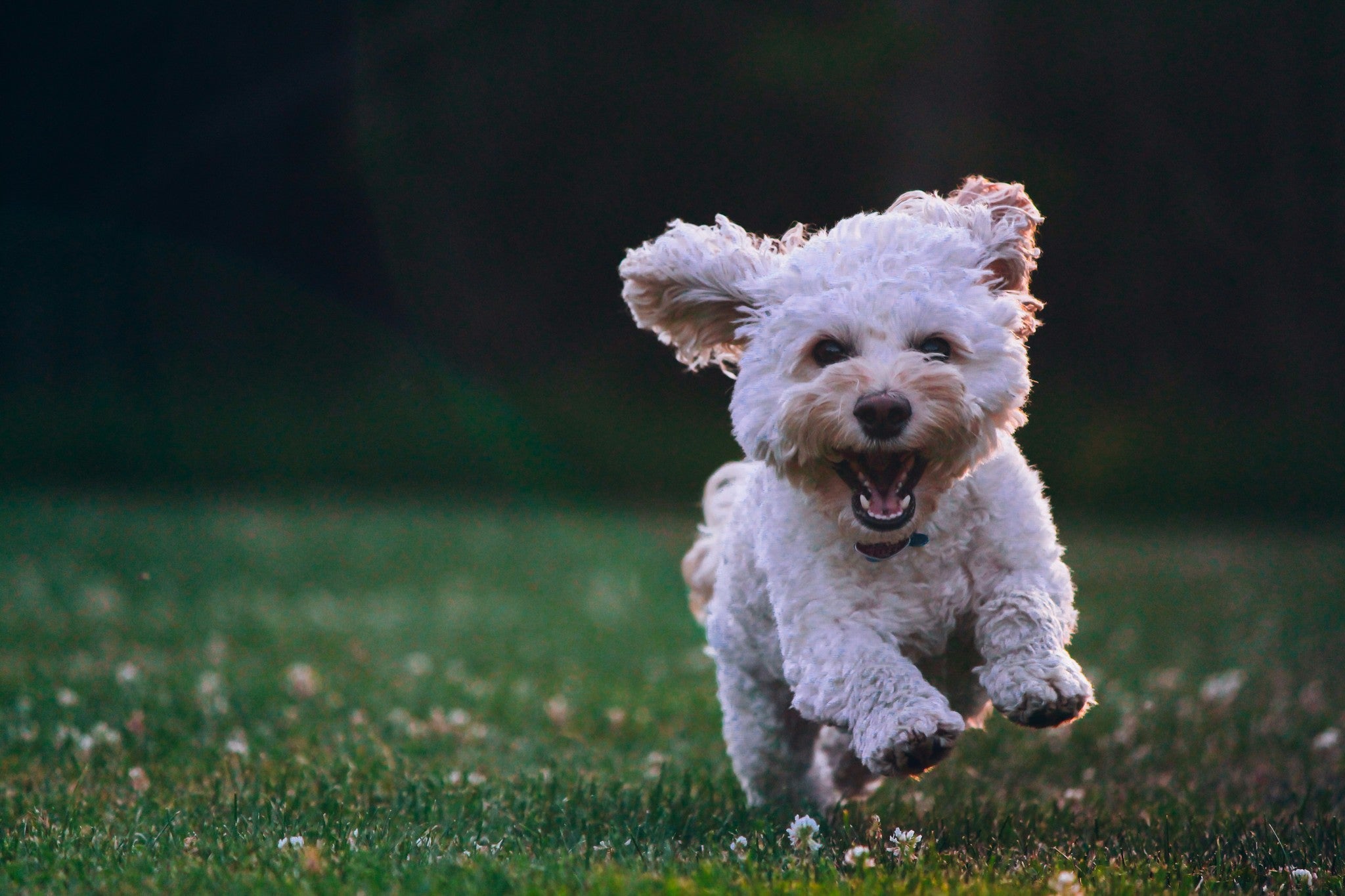 Hey There, Pet Lovers!